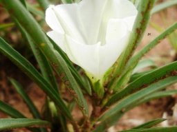 Ipomoea simplex