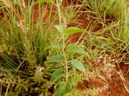 Ipomoea bathycolpos, an erect start