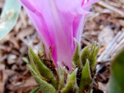 Ipomoea ommaneyi floral bracts