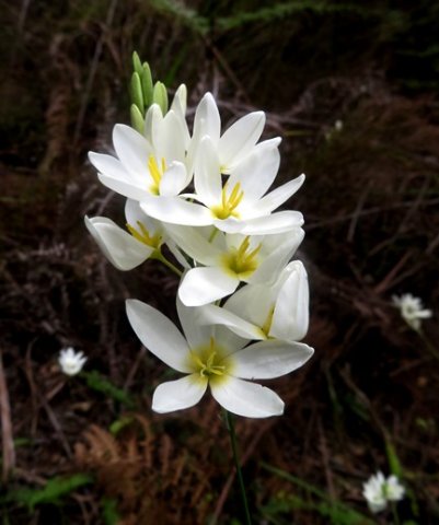 Ixia polystachya white with yellow centres