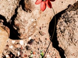 Ixia campanulata