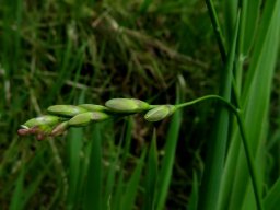 Ixia polystachya buds