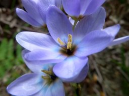 Ixia polystachya blue-white with brown centre