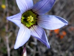 Ixia rapunculoides flower