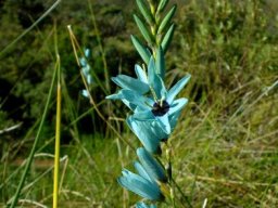 Ixia viridiflora