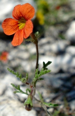Jamesbrittenia aurantiaca flower and dissected leaves