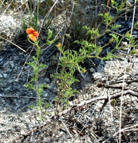 Jamesbrittenia aurantiaca