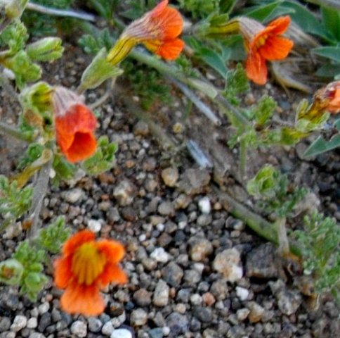 Jamesbrittenia aurantiaca calyx