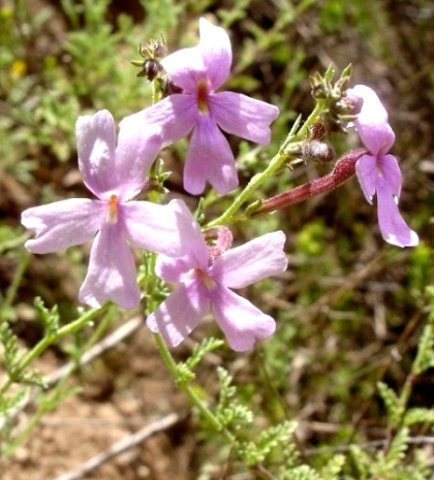 Jamesbrittenia lesutica