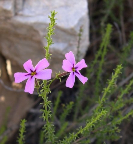 Jamesbrittenia microphylla