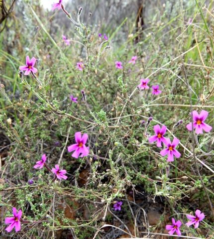 Jamesbrittenia tenuifolia