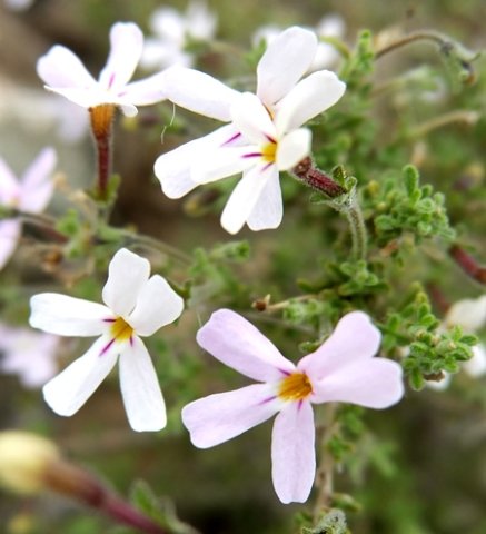 Jamesbrittenia tortuosa white lobes, purple tubes