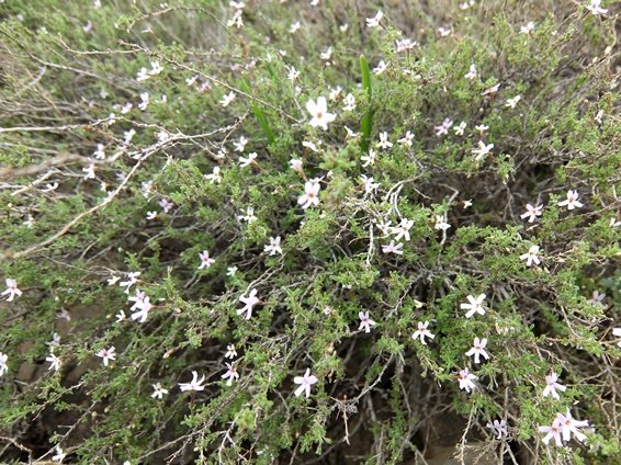Jamesbrittenia tortuosa spreading shrub
