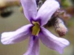 Jamesbrittenia pristisepala flower