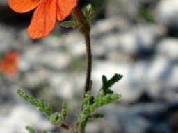 Jamesbrittenia aurantiaca
