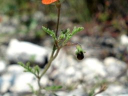 Jamesbrittenia aurantiaca flower