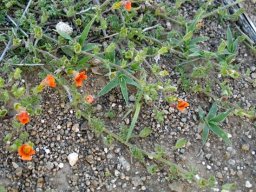 Jamesbrittenia aurantiaca