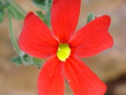 Jamesbrittenia bergae flower