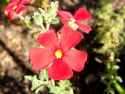 Jamesbrittenia bergae flowers
