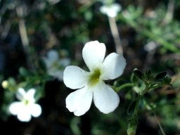 Jamesbrittenia maxii 