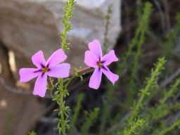 Jamesbrittenia microphylla