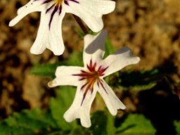 Jamesbrittenia racemosa flowers