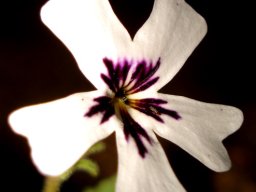 Jamesbrittenia racemosa flower