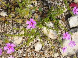 Jamesbrittenia stellata