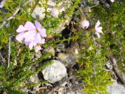 Jamesbrittenia stellata