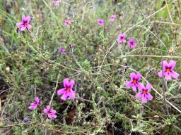 Jamesbrittenia tenuifolia