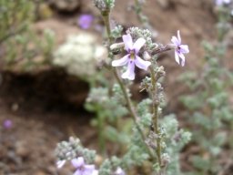 Jamesbrittenia pristisepala