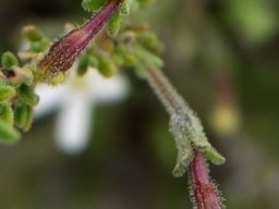 Jamesbrittenia tortuosa elongated buds