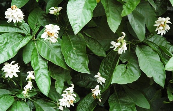 Justicia adhatodoides