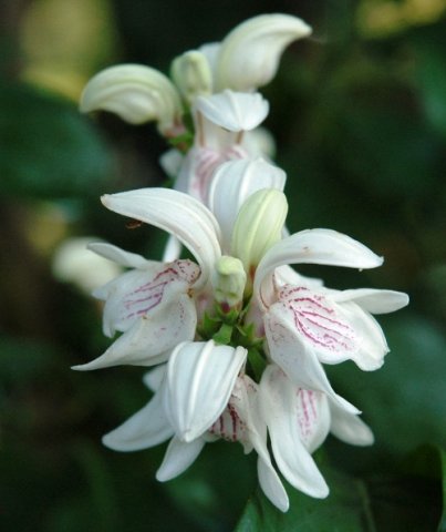 Justicia adhatodoides flowers