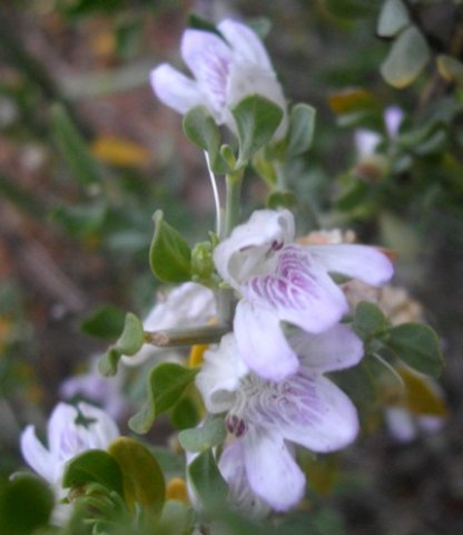 Justicia cuneata