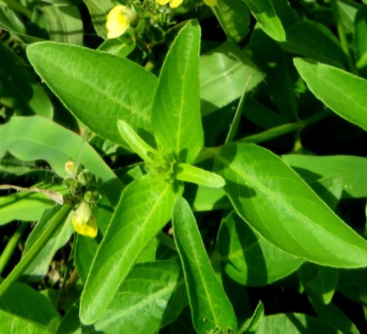 Justicia flava leaves