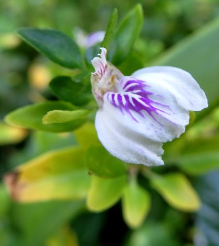 Justicia protracta subsp. protracta erect upper lip