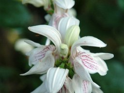 Justicia adhatodoides flowers