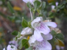 Justicia cuneata