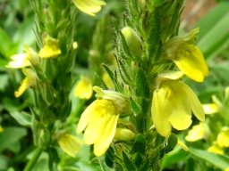 Justicia flava inflorescences