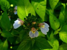Justicia petiolaris flowers