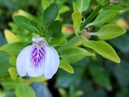 Justicia protracta subsp. protracta