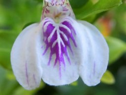 Justicia protracta subsp. protracta flower