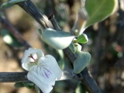 Justicia incana flower