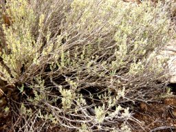 Justicia incana shrub