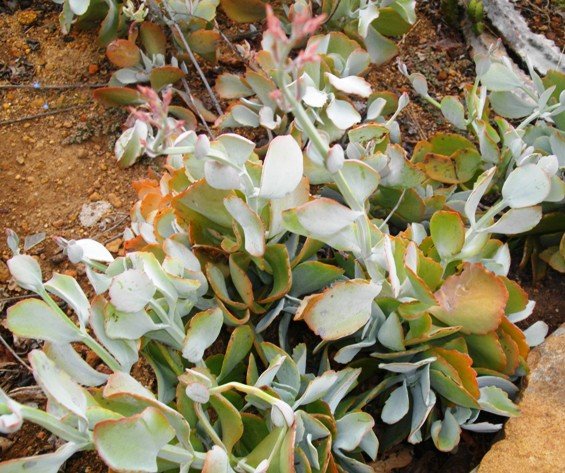 Kalanchoe longiflora