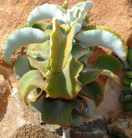 Kalanchoe beharensis