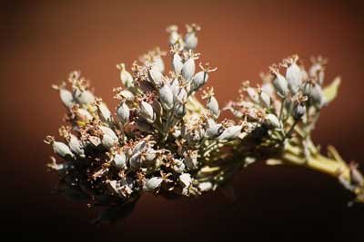 Kalanchoe thyrsiflora