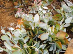 Kalanchoe