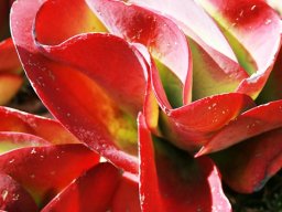 Kalanchoe luciae
